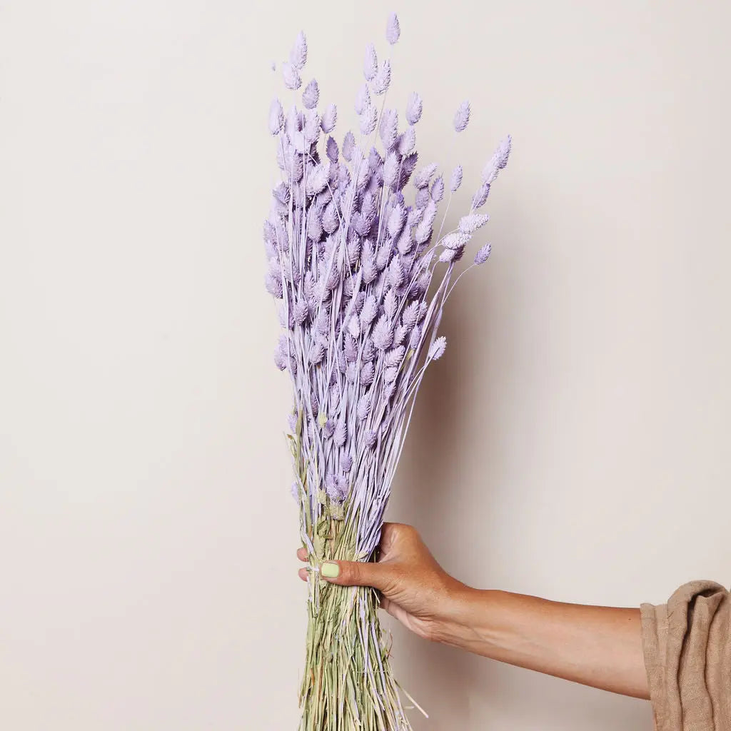 Dried Lilac Phalaris