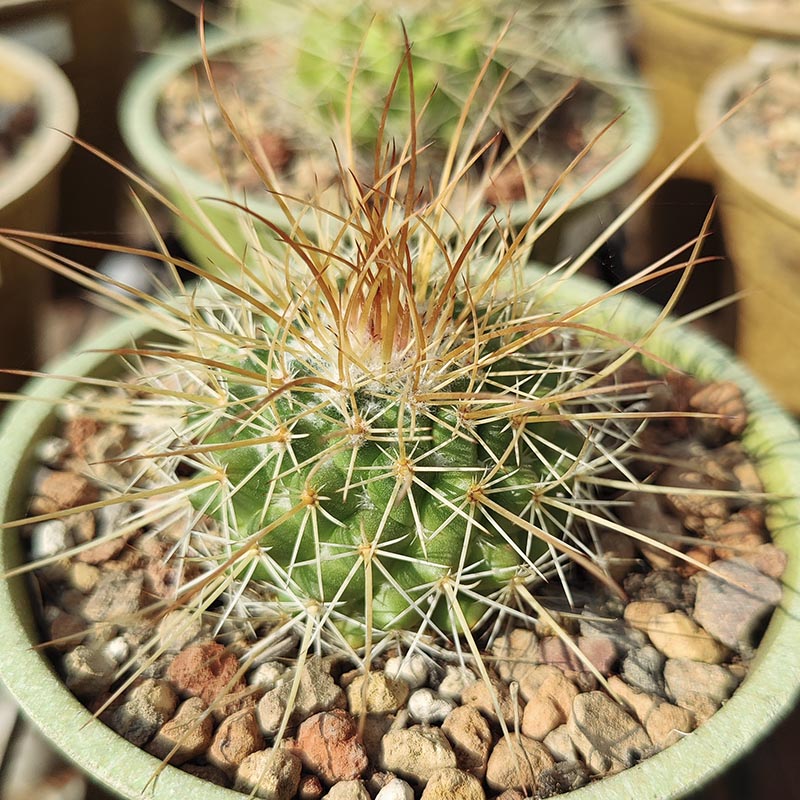 4 inch Mammillaria Cactus