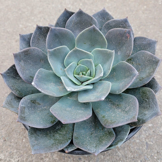 Echeveria 'Blue Prince'