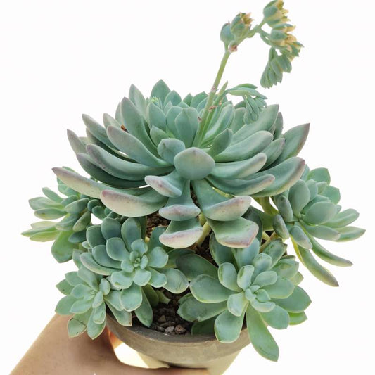 Pachyveria 'Scheideckeri'