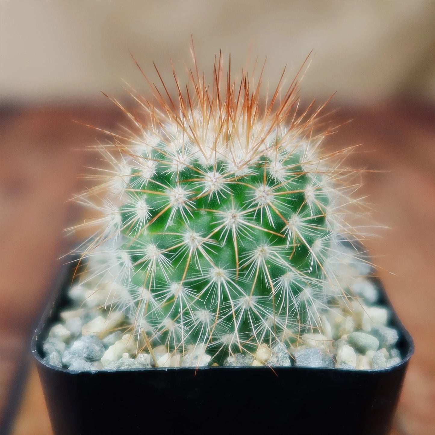 Mammillaria spinosissima-Spiny Pincushion Cactus