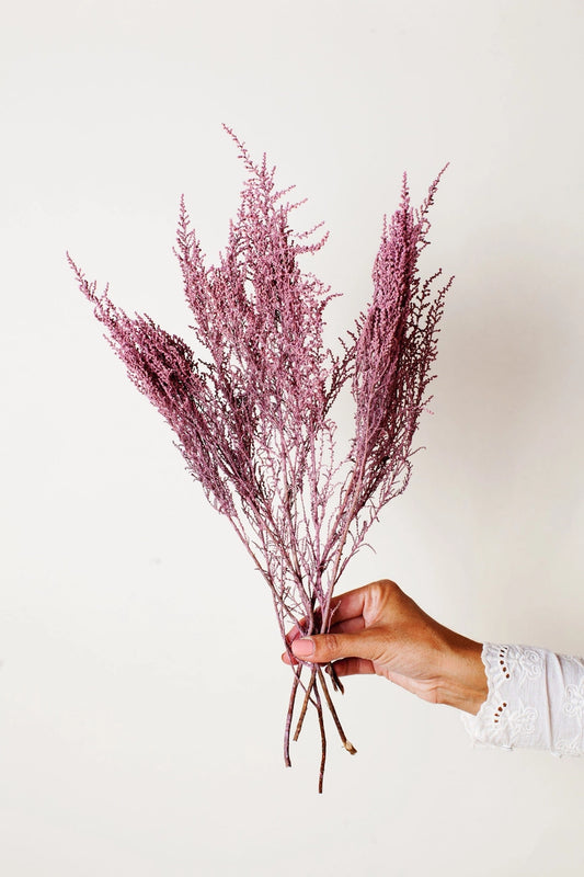 Preserved Mauve Stoebe
