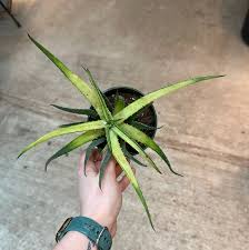 4" Aloe Solar Flare
