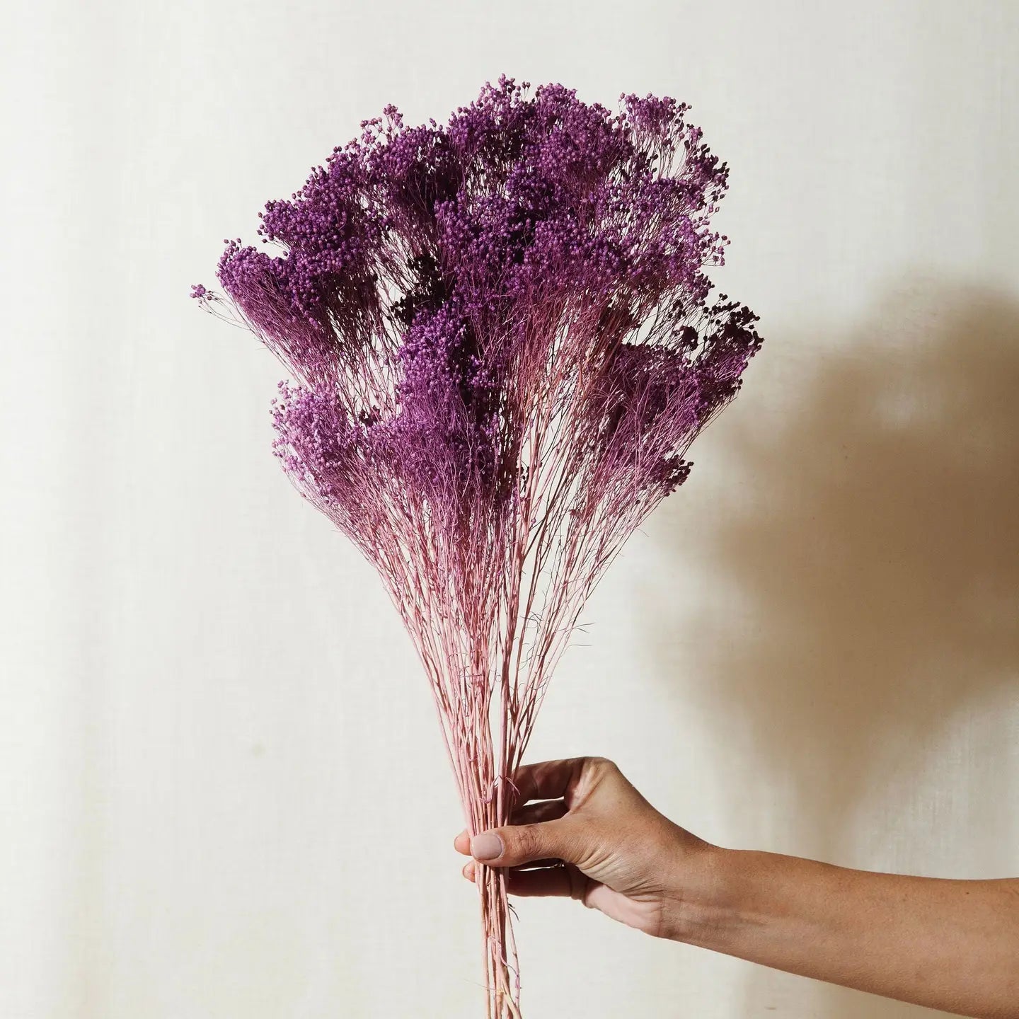 Preserved Lilac Broom Bloom