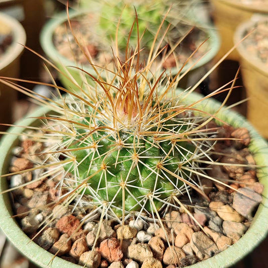 4 inch Mammillaria Cactus