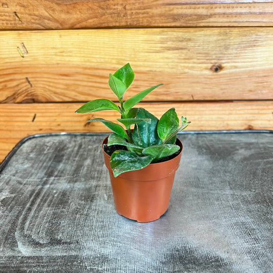 Aeschynanthus Lipstick Mona Lisa