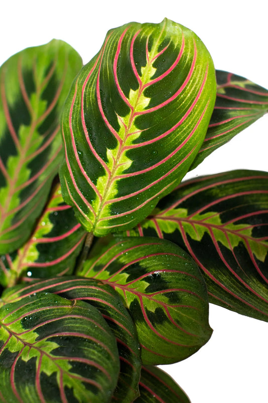 4" maranta red