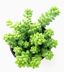 4" burro tail