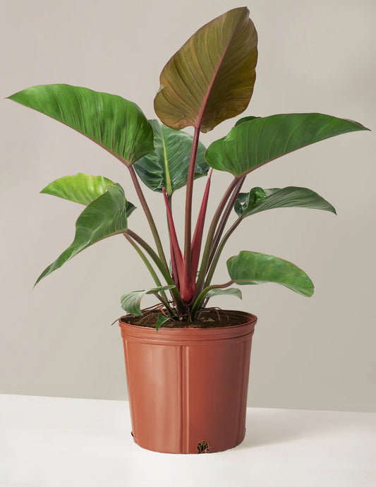 4" philodendron congo rojo