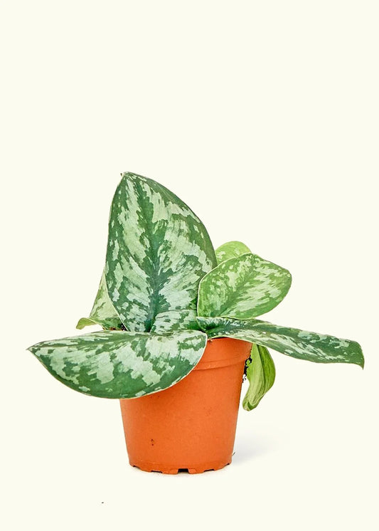 4" philodendron scindapsus pictus